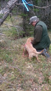 Saga är en duktig spårhund som hittat klöven med husse Anders Nanberg