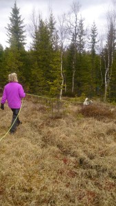 Susann Fahlén från Ö-Vik med sin duktiga gråhundstik