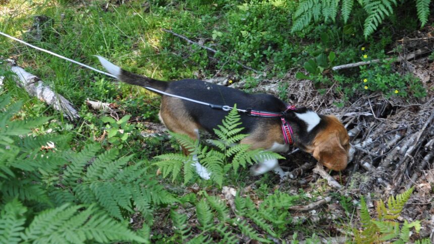 Foto: Melker Skoglund