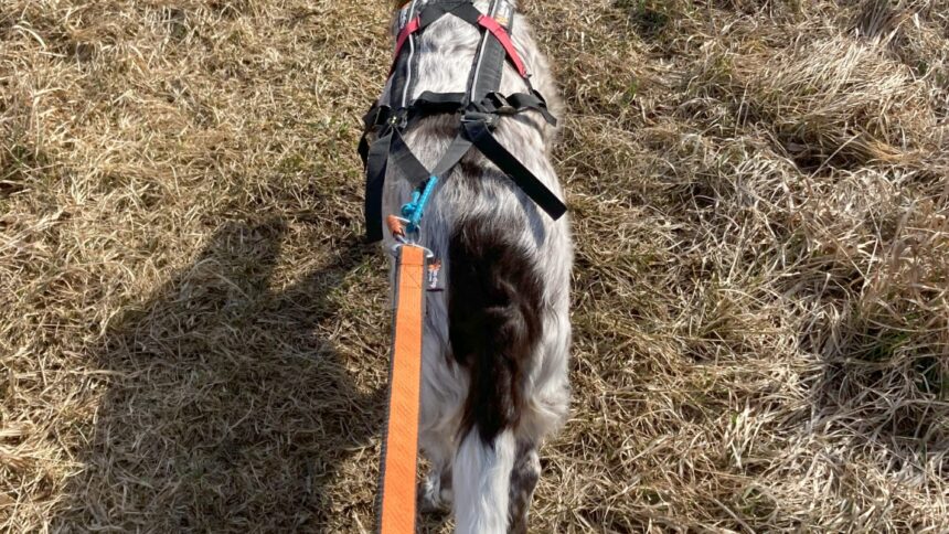 Motionsträning för hund och husse i Knivstaskogarna.