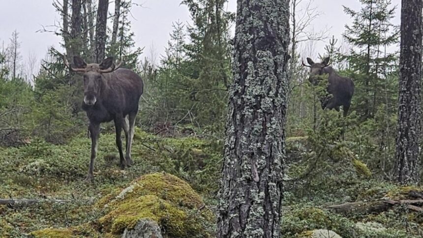 Älgar i Knivstaskogarna