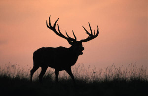 Rothirsch - Red deer - Cervus elaphus