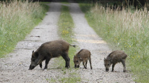 Germany Radioactive Boars