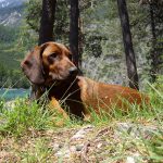 Kretsmästerskap i eftersök