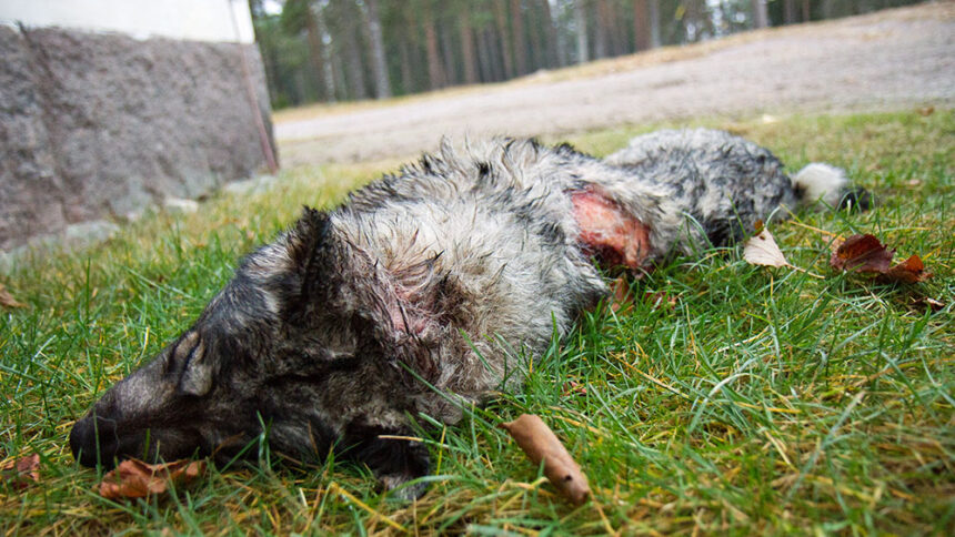 Vargdödad gråhund. Foto: Olle Olsson
