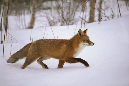 Rörräv. Foto: Göran Ekstrom