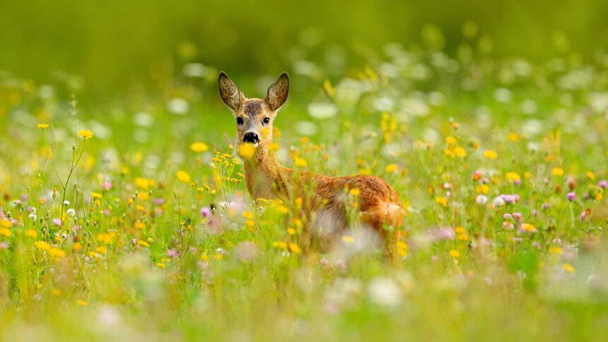 Foto: Ondrej Prosicky/Mostphotos