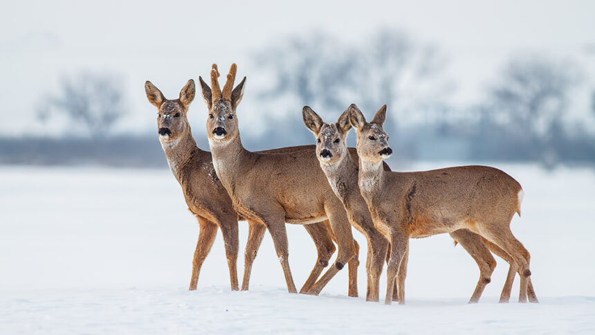 Rådjur i snö. Foto: Mostphotos
