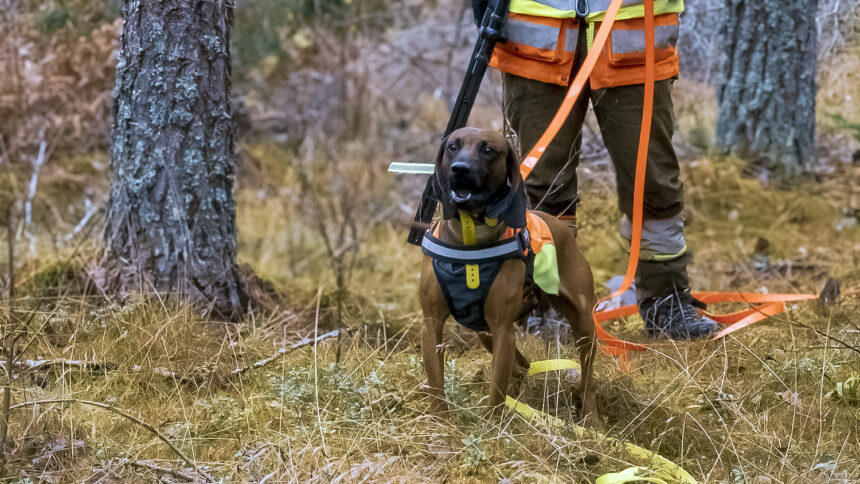 Viltspårutbildningen omfattar både teori och praktiska övningar, med fokus på att bygga upp spårkompetens steg för steg. Foto: Madeleine Lewander
