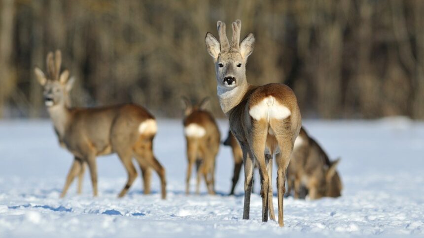 5170499-roe-deer-in-winter