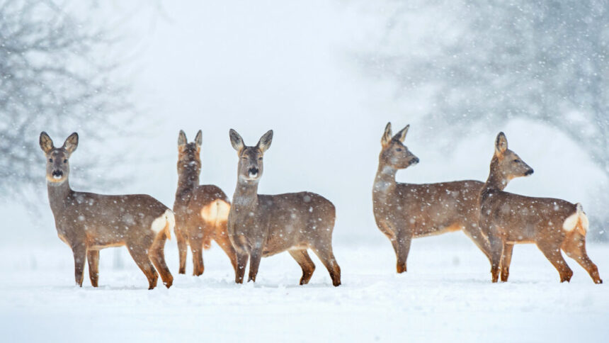 Wild roe deer herd during snowfall