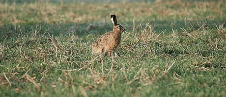 hare_fredrikwidemo