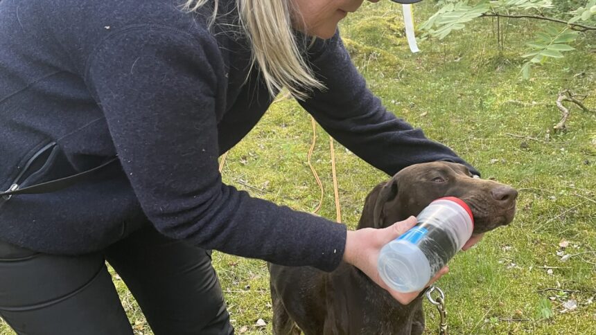 Eva vattnar Hekla under spårning. Viktigt vid torr väderlek.