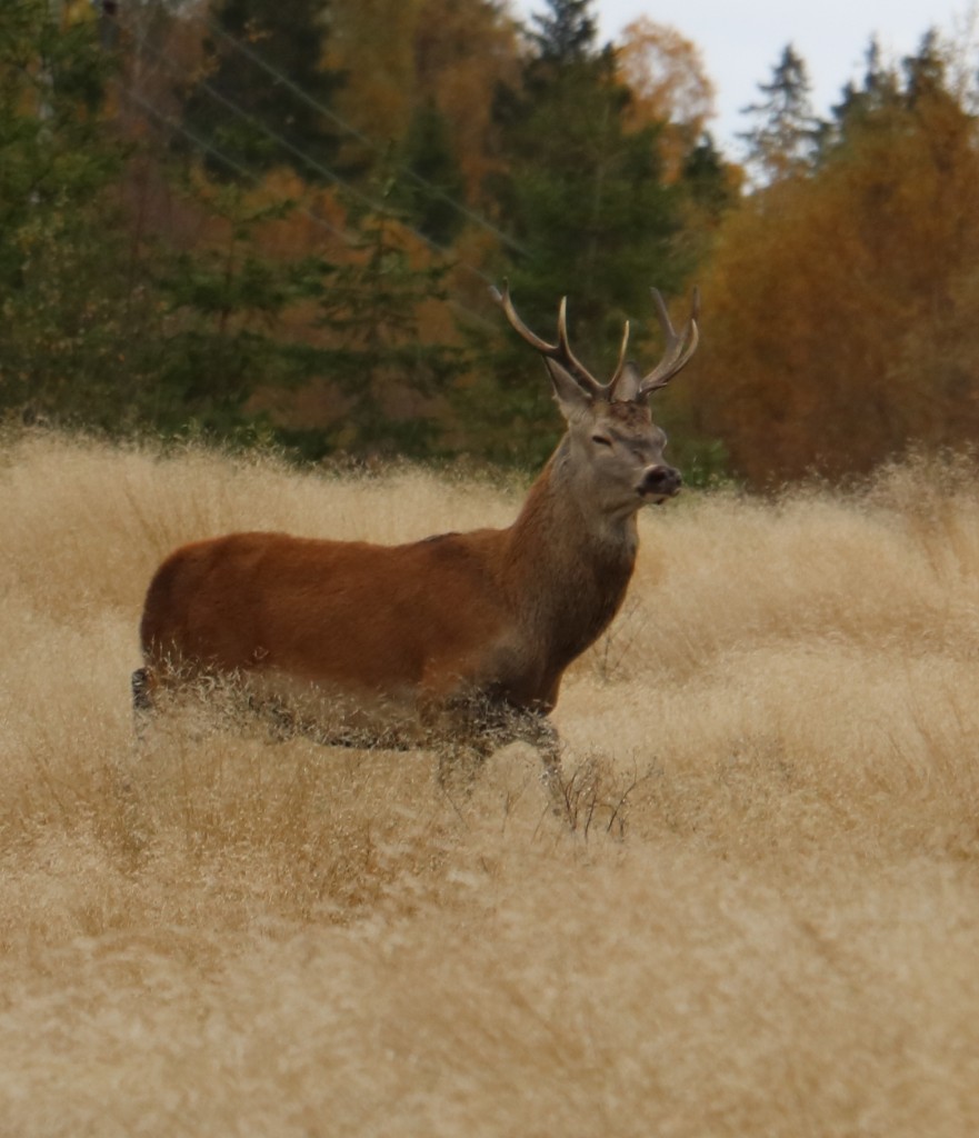 Kronhjort Gudebo 2015-10-12