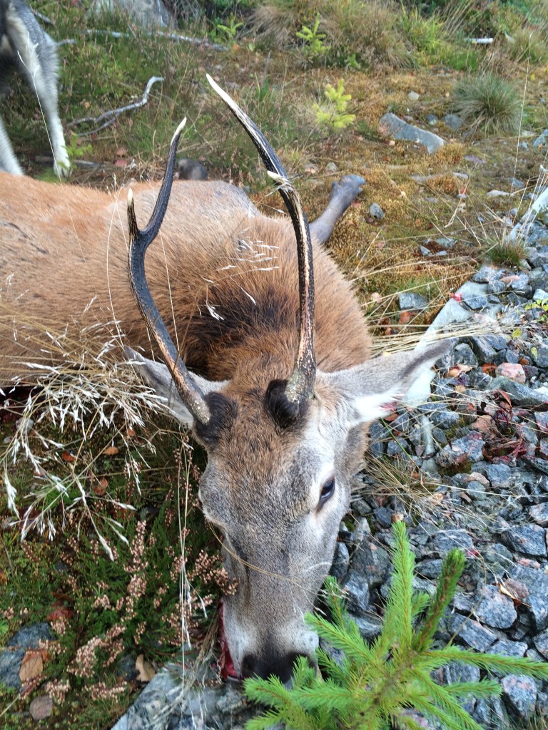 Redvägs Kronskötselområdes första Hjort Skjuten i Ubbared 78 kg