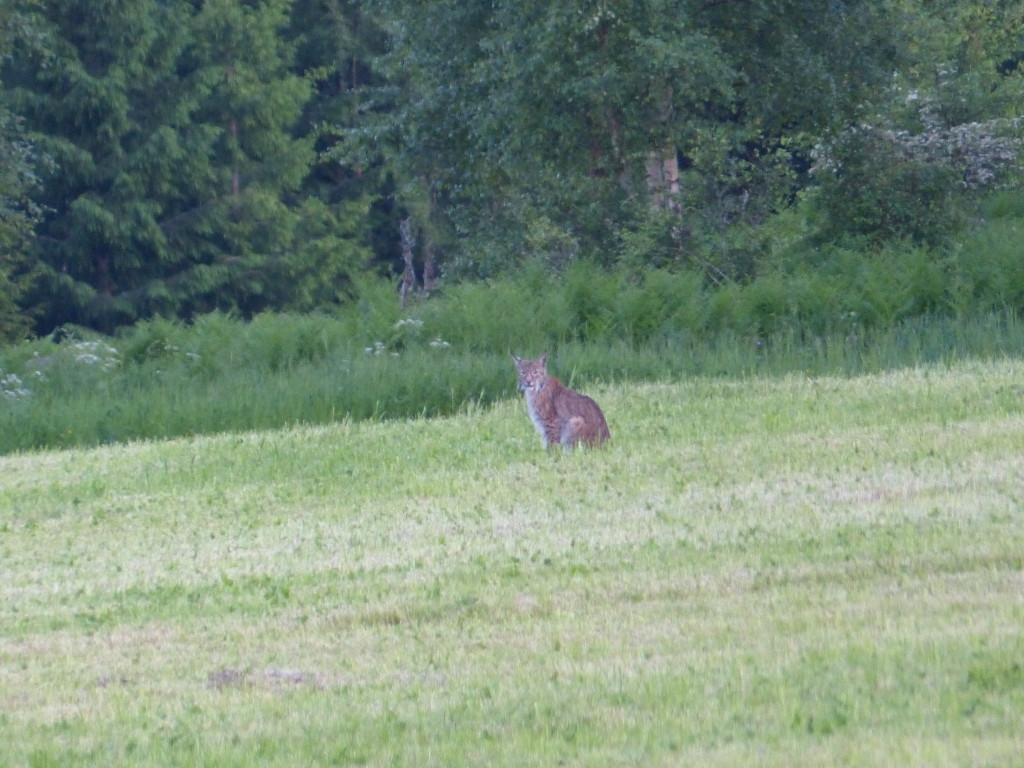 Lodjur en juni kväll
