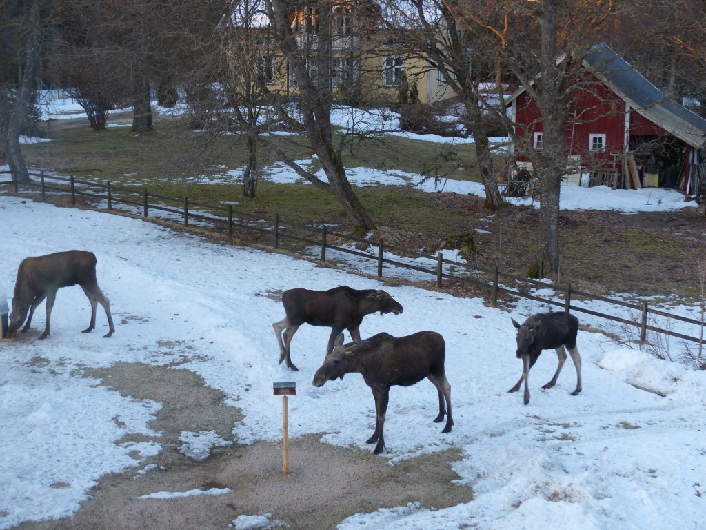 Slagsmål vid matbodet