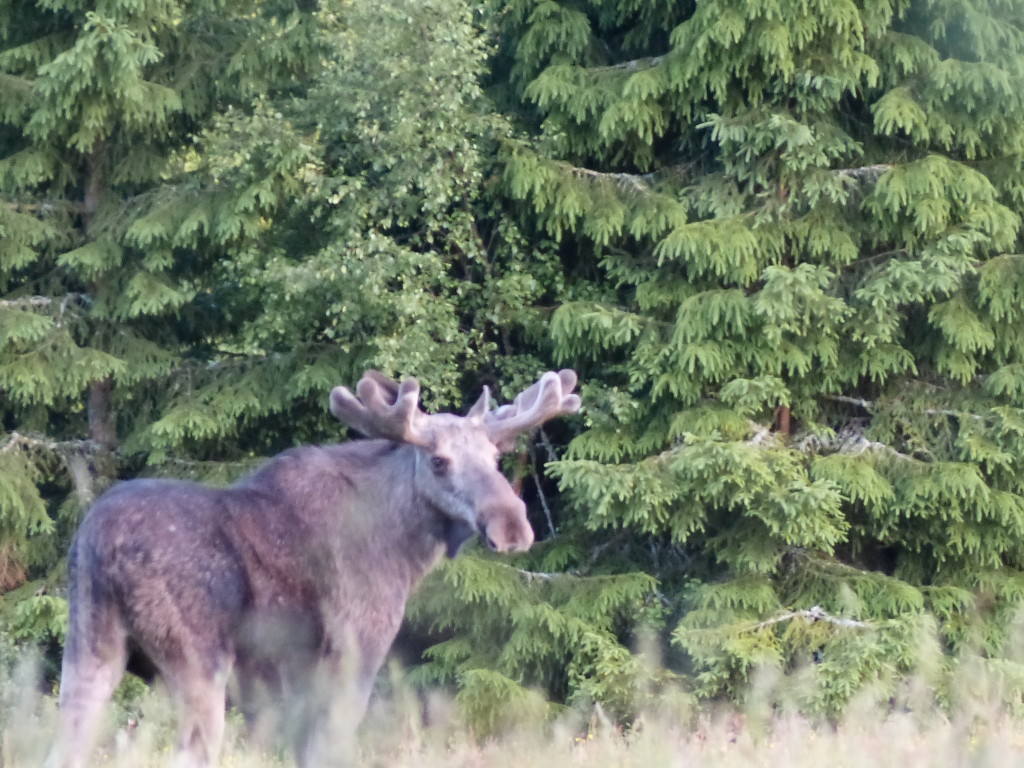 Älg juni 2014 Kölingared 