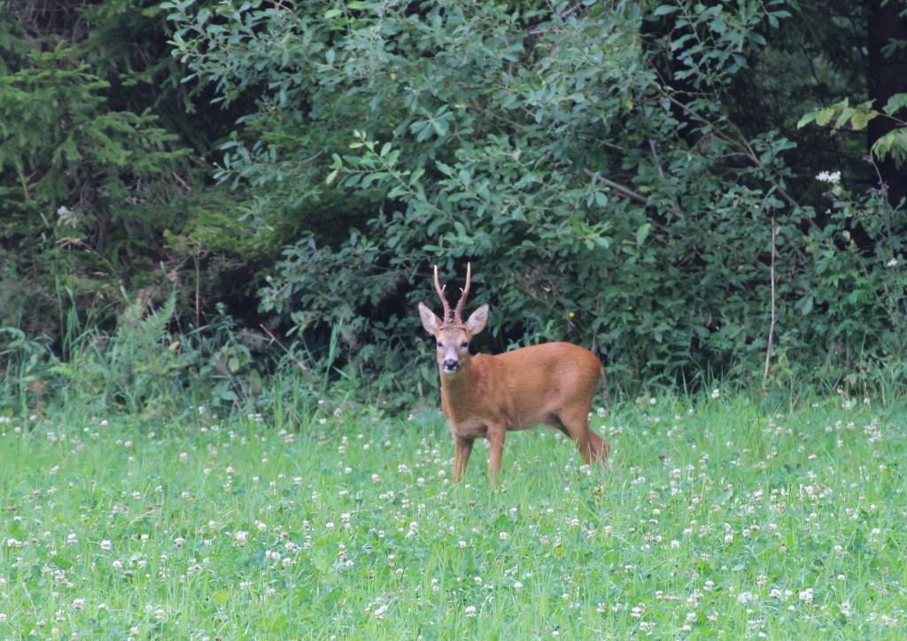 Aug -14 bock från Humla 