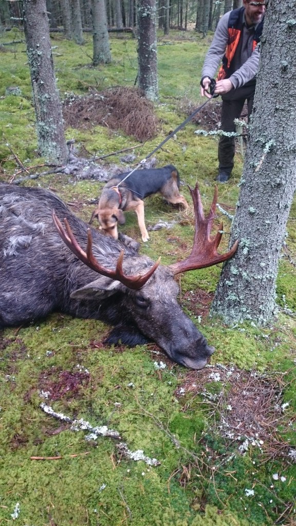 Udda 14 taggare skujten i Gullered 2014 skytt: Magnus Jacobson