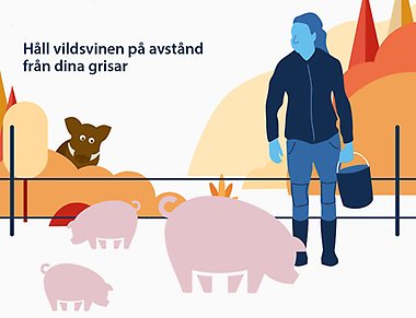 Så Håller Vi Afrikansk Svinpest Borta Från Våra Svenska Djur | Varbergs ...